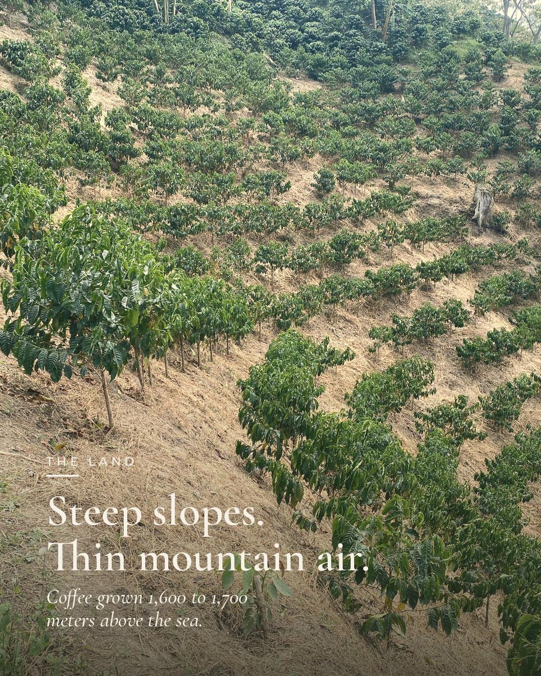 The Land — steep slopes and thin mountain air, grown 1,600 to 1,700 meters above the sea.